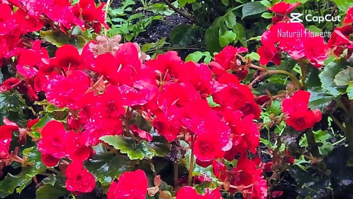 Vibrant flower gardens in full bloom #viral #flowergarden #garden #flower Vibrant flower gardens in full bloom #viral #flowergarden #garden #flower