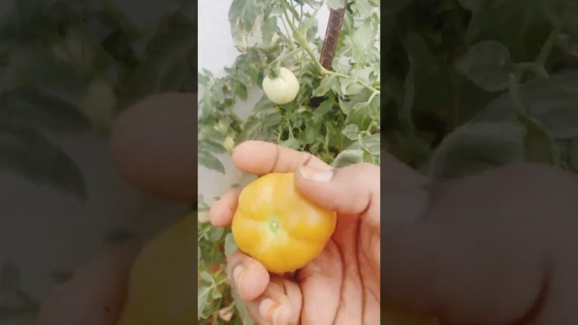 #harvest காய்கறி அறுவடை||vegetables harvest #vegetablegarden #harvesting #vegetablegardening #shorts
