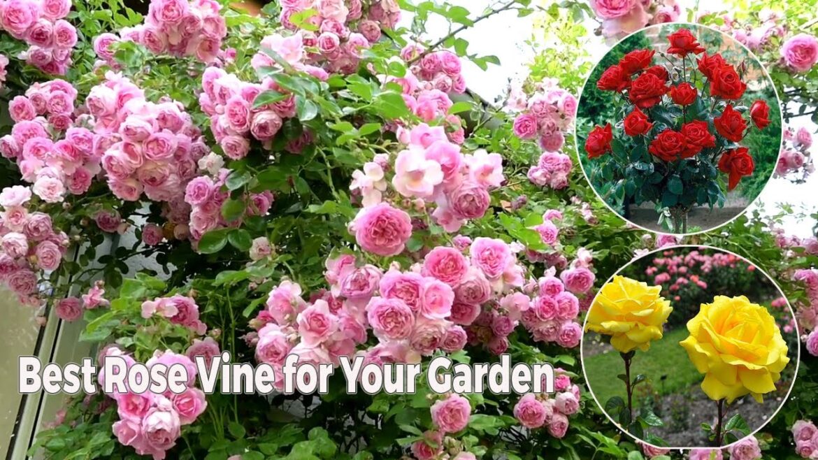 Best Rose flower vines from your garden || Top Rose plant collection