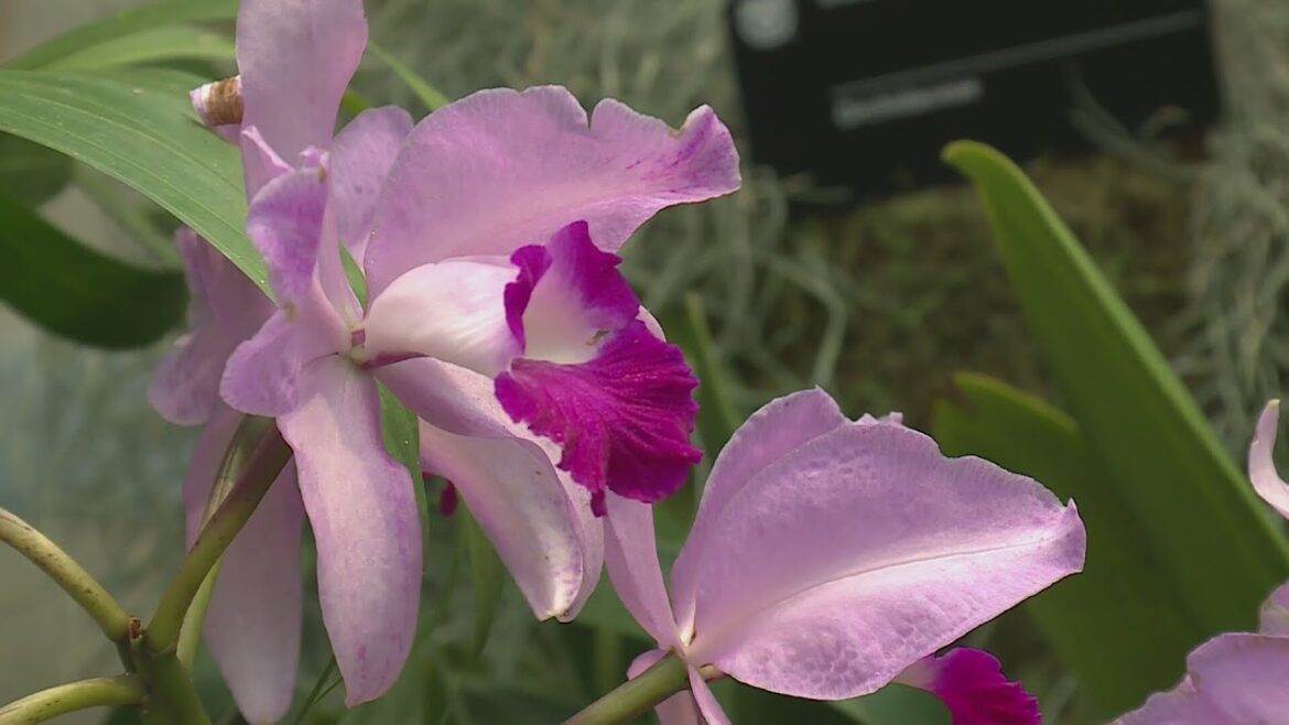 Orchid Show returning to Missouri Botanical Garden
