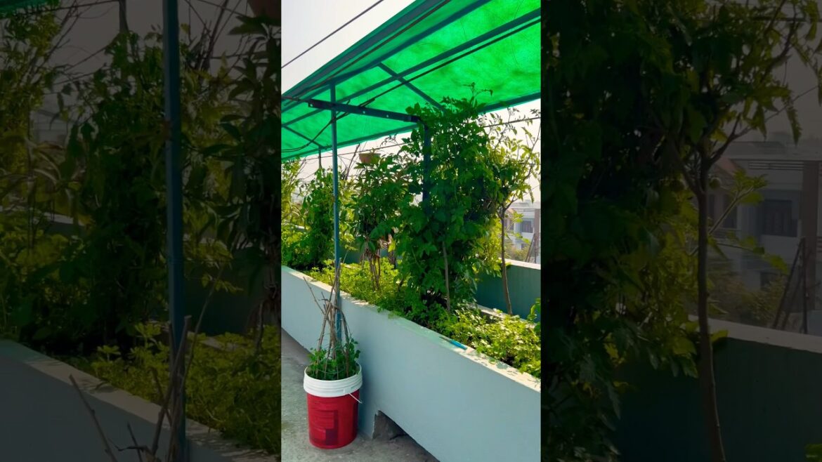 #terracegarden #garden #gardening #vegetables #farming #shorts#ytshorts #shortsfeed #rooftop
