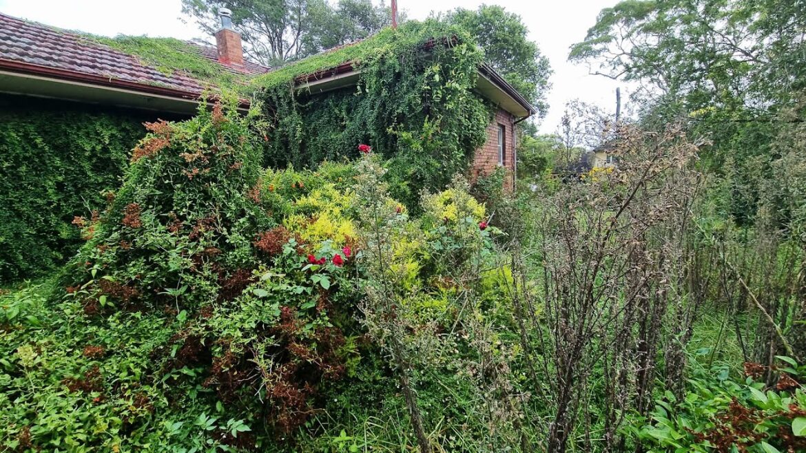 The WORST Overgrown Lawn In The HISTORY Of MANKIND! The WORST Overgrown Lawn In The HISTORY Of MANKIND!