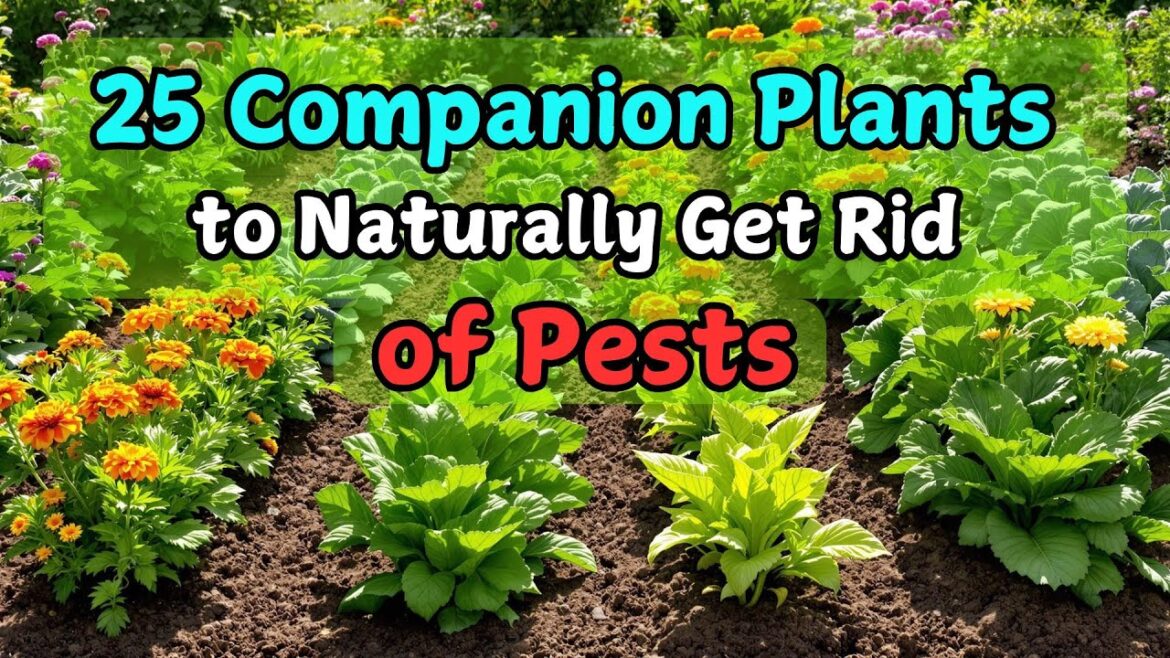 Top 25 Companion Plants to Naturally Get Rid of Pests Top 25 Companion Plants to Naturally Get Rid of Pests
