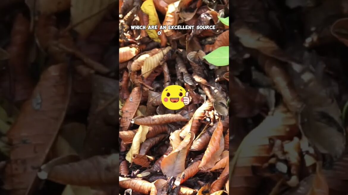 Leaf Mulch Magic: Transform Your Garden with Lawn-Mowered Leaves!