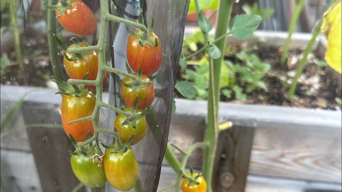 backyard #garden in Australia: protect my plants from heat wave and pest. #harvest  #tomato #summer