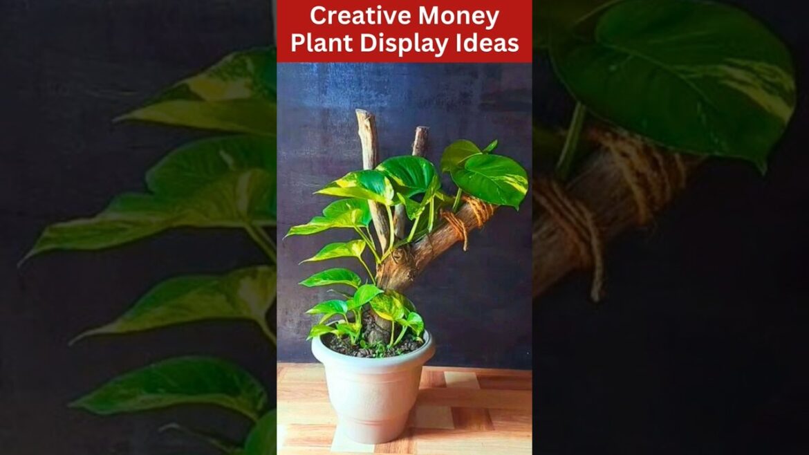 money plant decoration ideas | Creative Money Plant Display Ideas #moneyplant#pathos#shorts