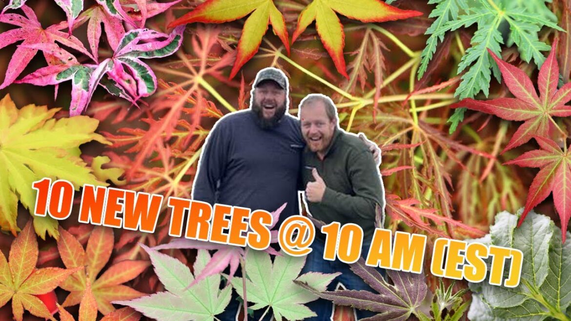 Super-Fun 10 New Trees on MrMaple at 10 am! Japanese Maples & Rare Plants! w/ Matt and Tim! Super-Fun 10 New Trees on MrMaple at 10 am! Japanese Maples & Rare Plants! w/ Matt and Tim!