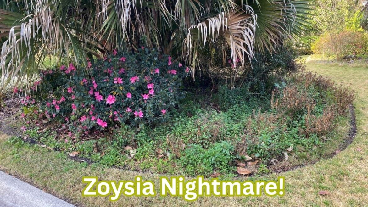 Zoysia grass Infestation! Our Front Yard Rescue Mission