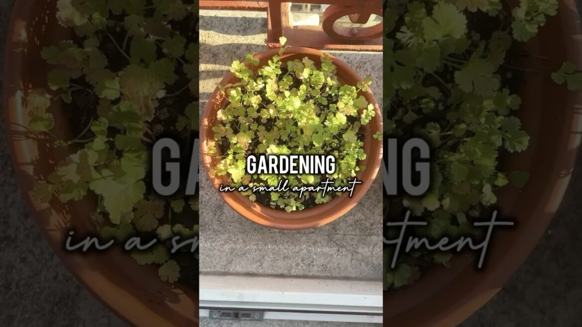 Starting my first container garden in my small apartment balcony 🪴🪴🪴