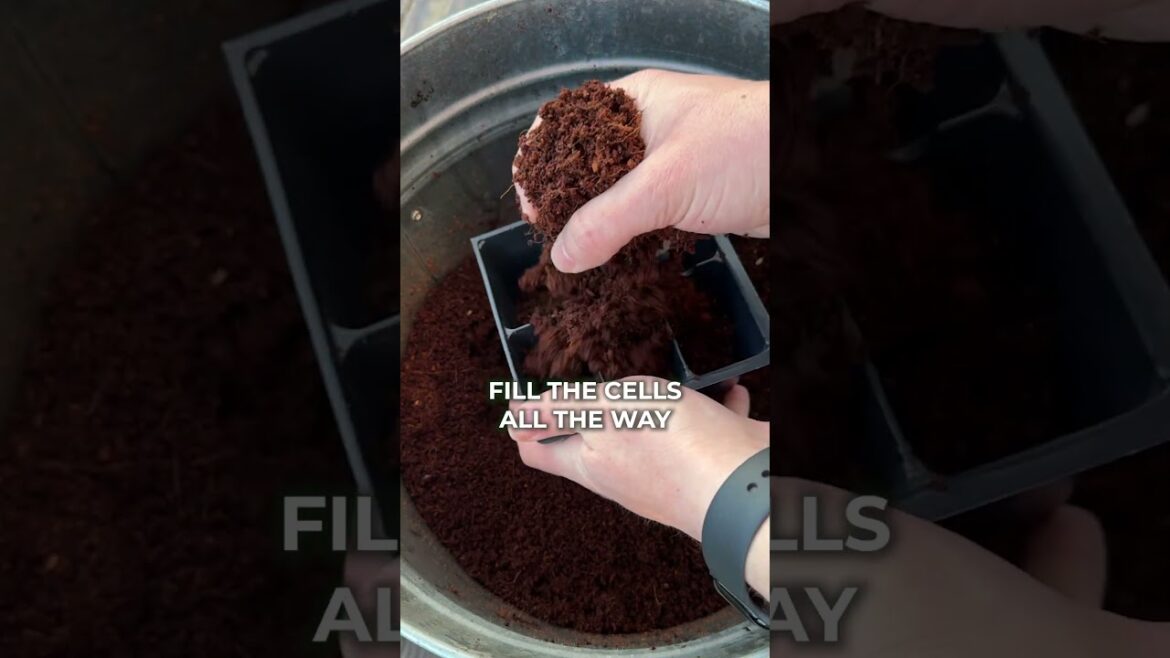 Starting Your Vegetable Garden From Seed