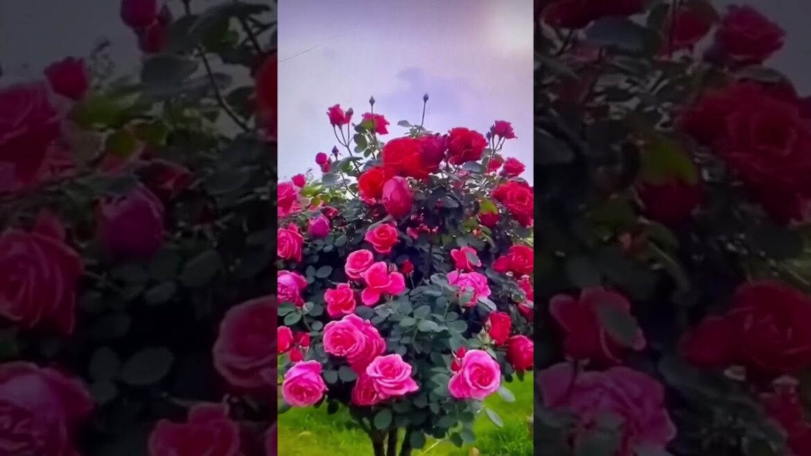 Beautiful Roses Flowers With Positive Vibes #rose #flowers #decorationwithnature #nature #positive