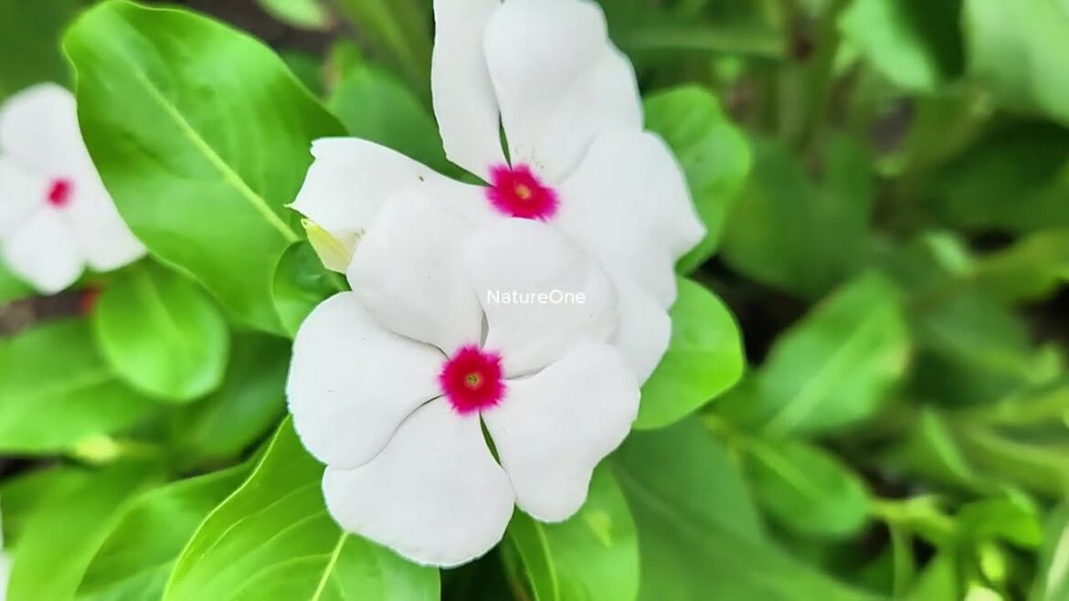 Beautiful natural flowers garden video