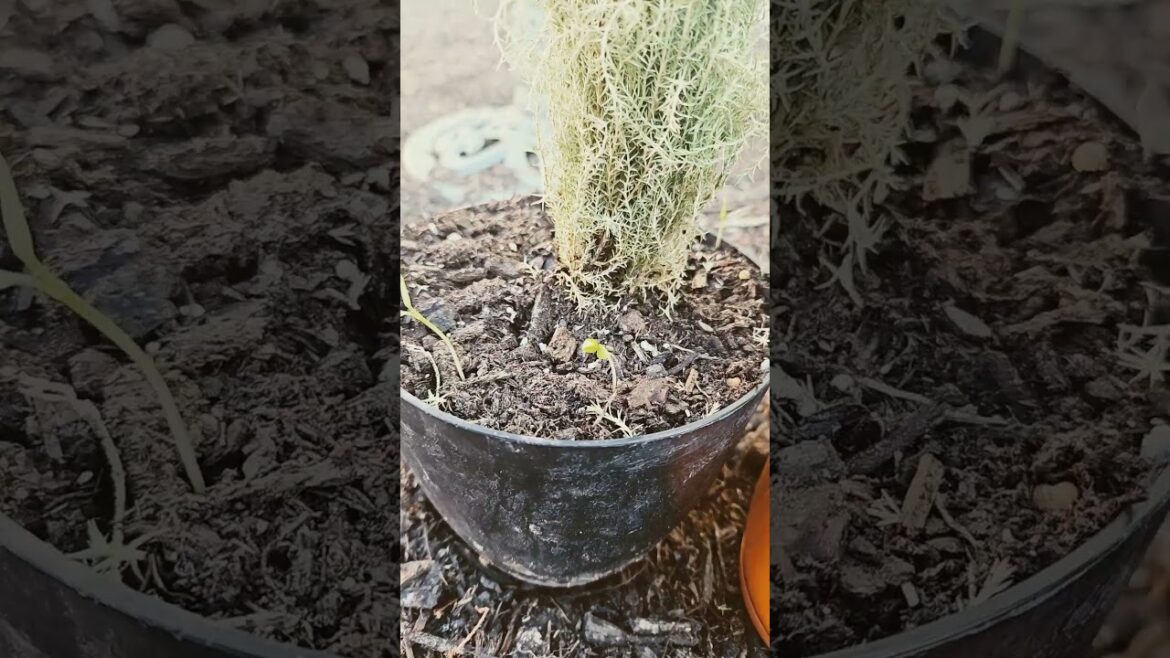 Silly seeds from last year's failed container garden.