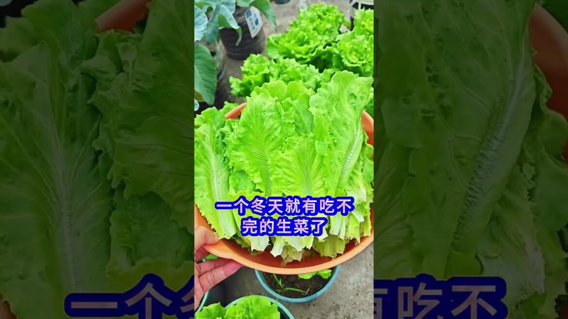 12 vegetables that grow well below freezing temperature.  #vegetablegardening #bettergro #gardening