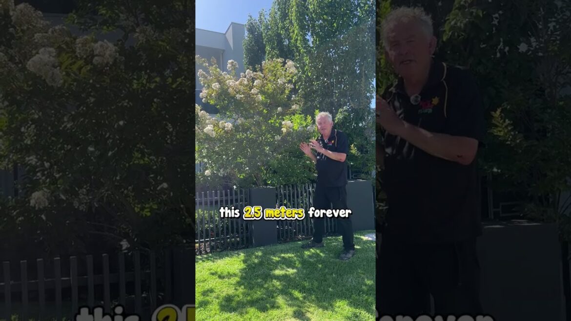 π³ Transform Your Garden with the Stunning Crepe Myrtle Acoma! πΌ π³ Transform Your Garden with the Stunning Crepe Myrtle Acoma! πΌ