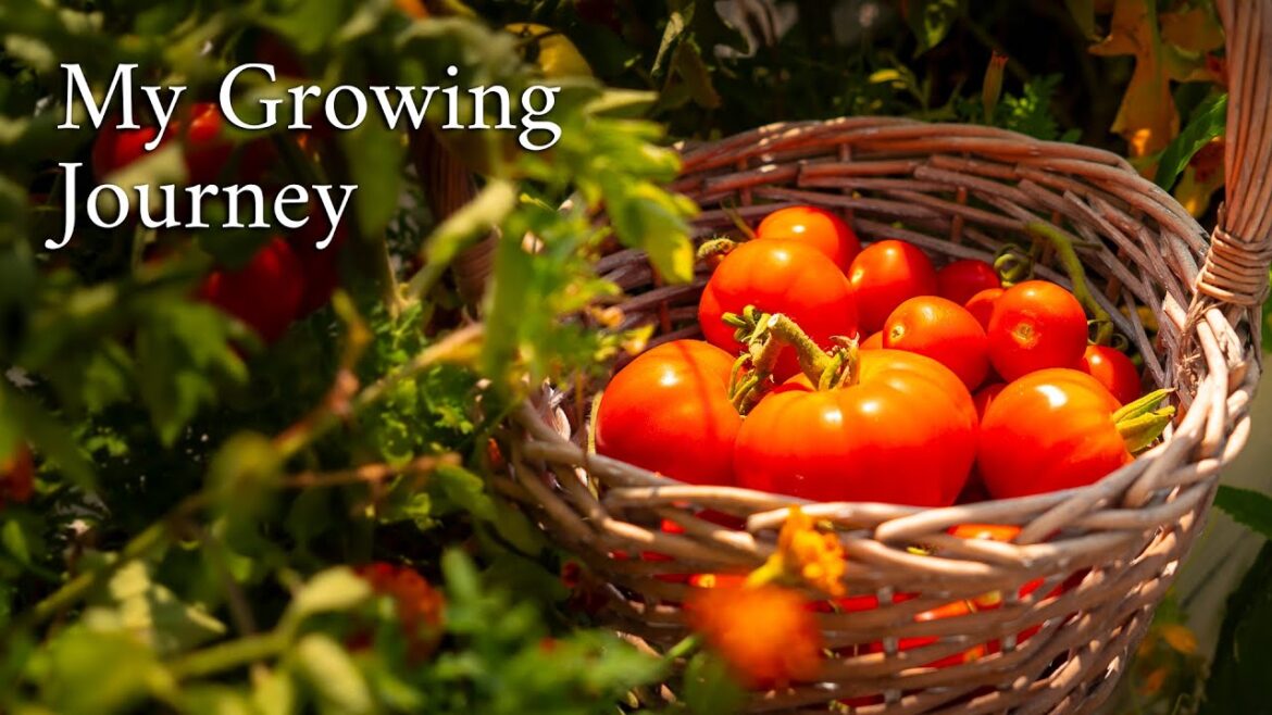 My Vegetable Balcony Garden Bountiful Harvest in 3m2! (32 Sq Ft) One Year Journey