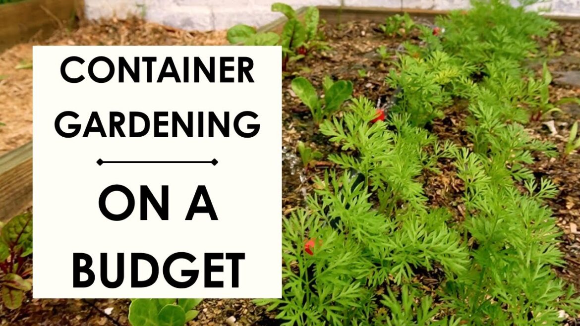 Budget gardening secrets revealed - Container gardening on a budget