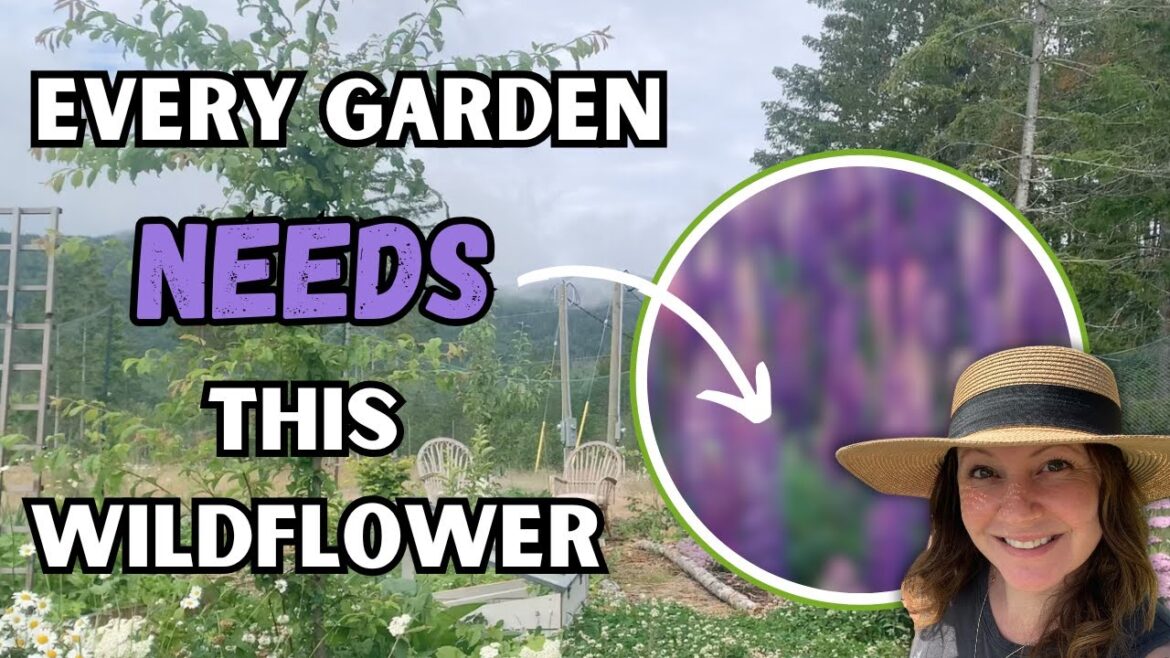 A BEST wildflower for your garden! #permaculture #organicgardening #stackingfunctions