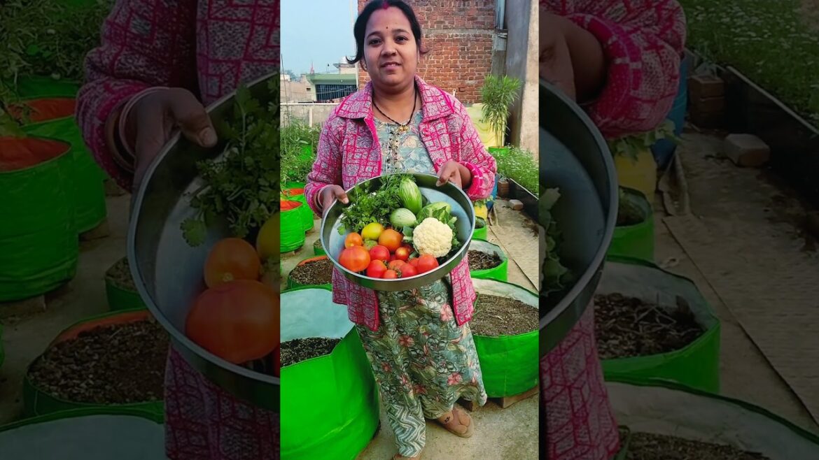 आप मेहनत करो ईमानदारी से करो उसके बाद रिजल्ट जो आएगा  #shortvideo #terracegarden #harvesting