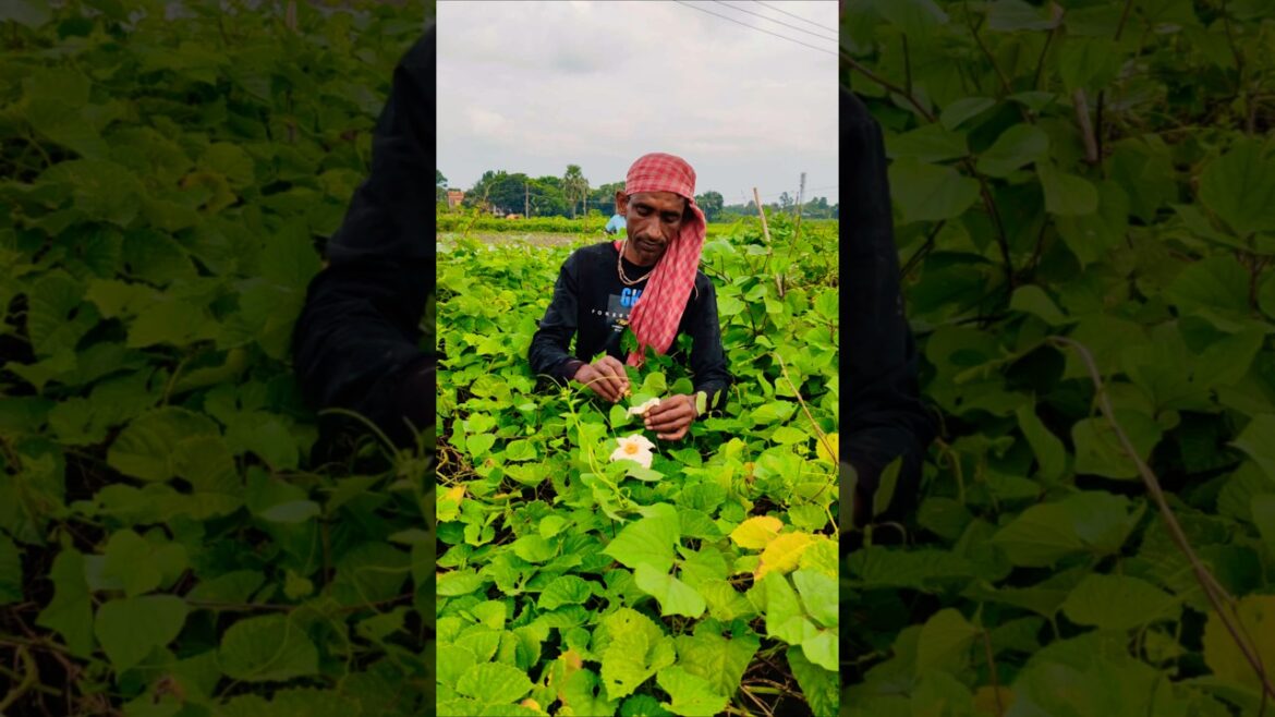 Early Morning Magic: Farmers’ Couple Boost Spiny Gourd Yields #shorts