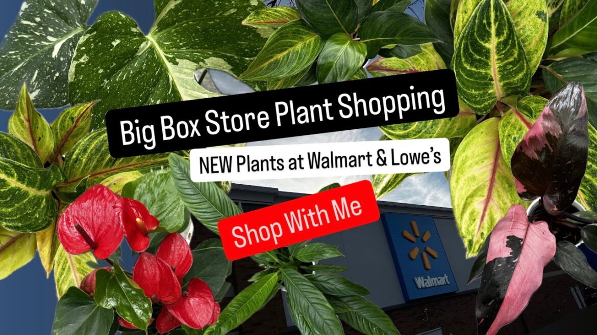 Big Box Store Plant Shopping Walmart and Lowe's Houseplants Marathon