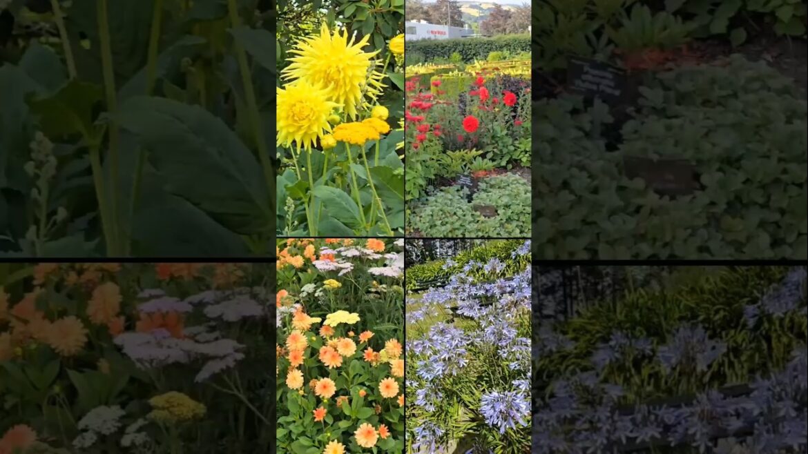 Little Glimpse of flowers|Dunedin Botanic Garden