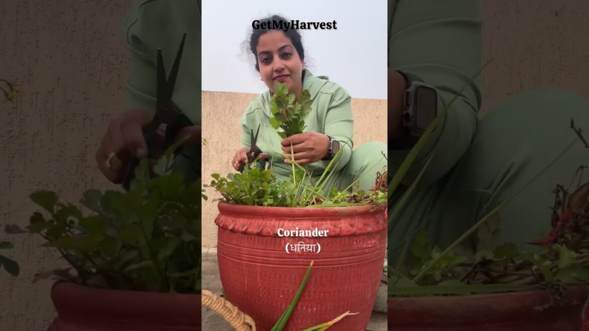 Terrace Garden Harvest | ये सब उग रहा है फरवरी में छत पर #shorts Terrace Garden Harvest | ये सब उग रहा है फरवरी में छत पर #shorts