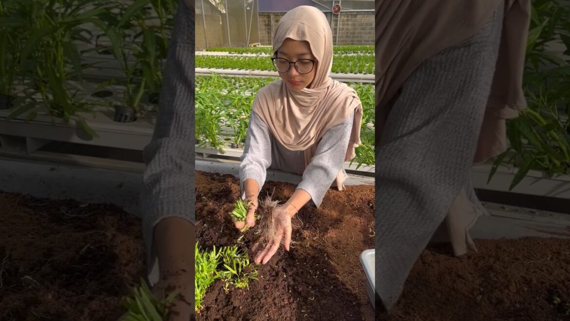 Hydroponics Greenhouse #hydroponics #gardening