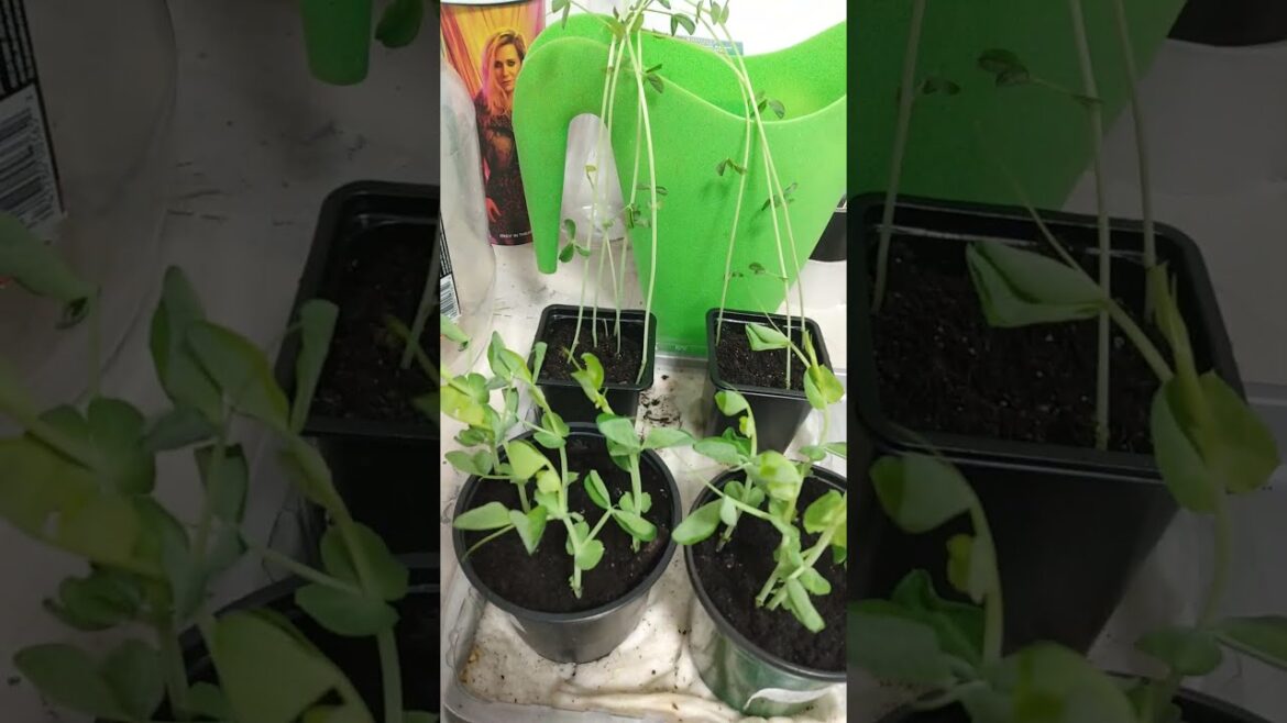 2025 SEEDS STARTS #seedstarting2025#containergarden#gardening#missionbccanada