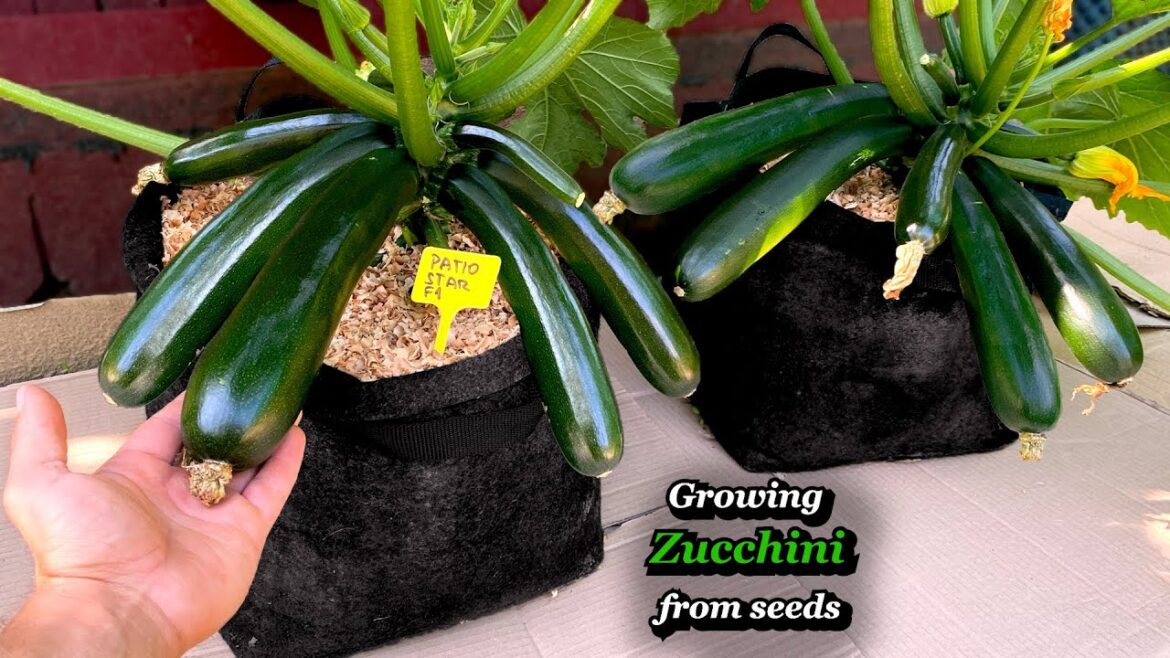 Growing Zucchini from Seed to Harvest - Step by Step (Containers & Grow Bags)