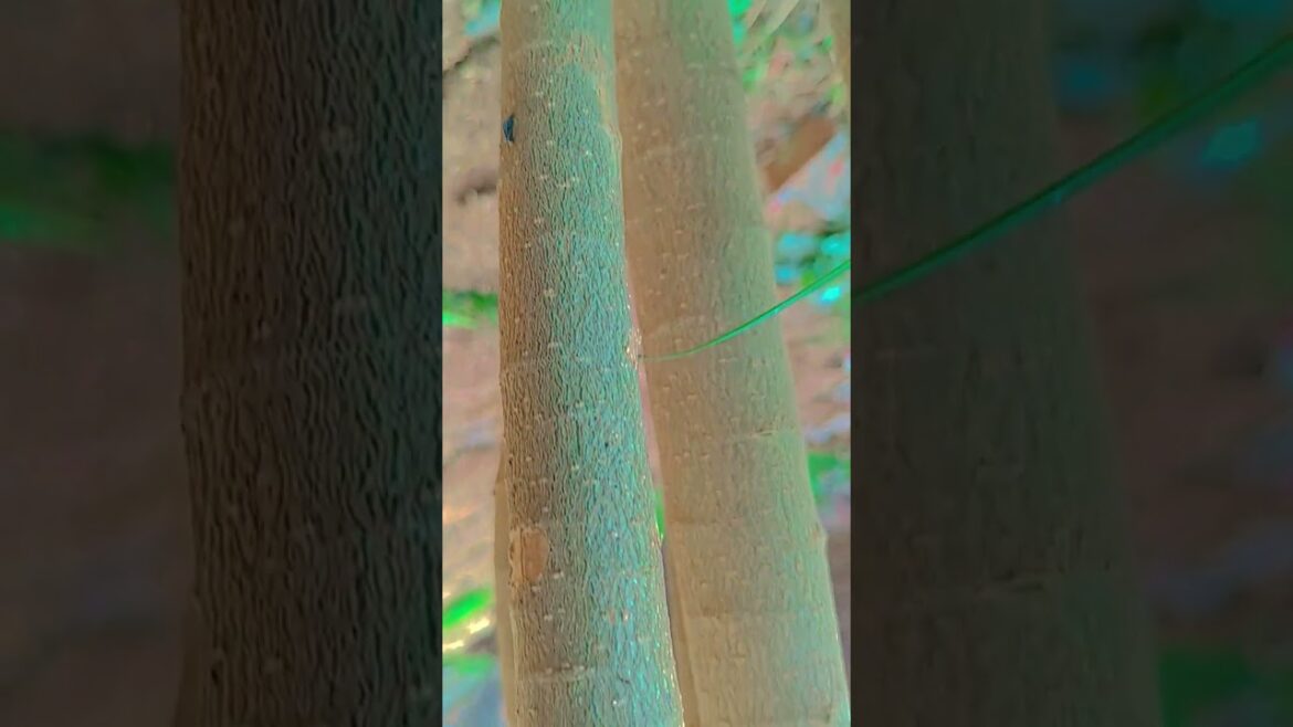 Garden supplies in the Hindi 🎂