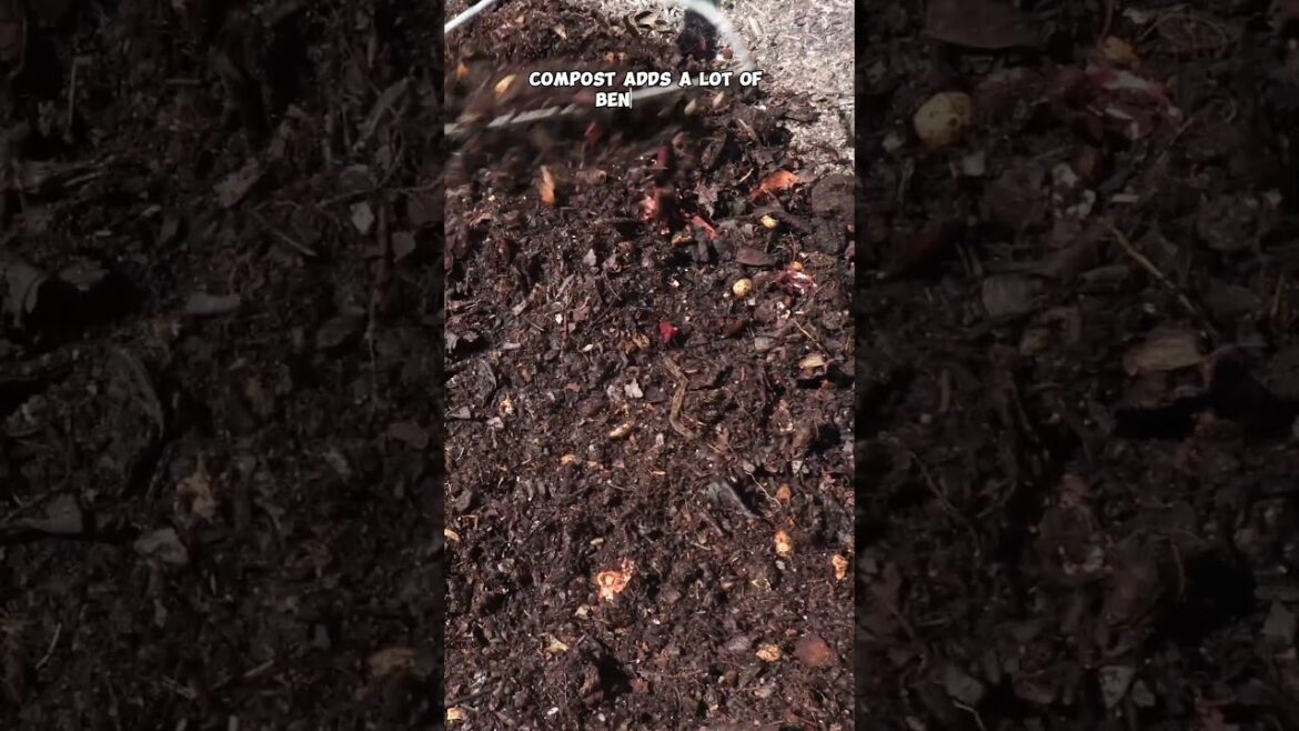 California Gardening: Compost Mulch Magic: Boost Your Garden’s Growth Naturally! Compost Mulch Magic: Boost Your Garden's Growth Naturally!