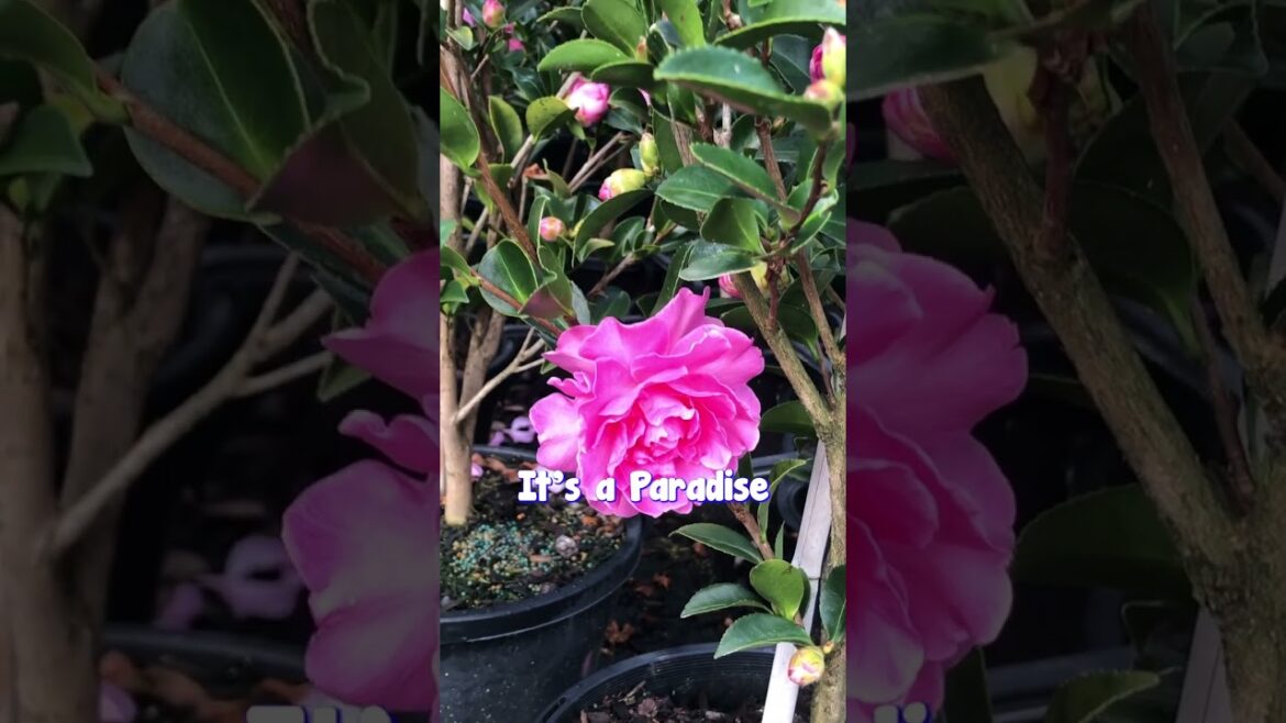 Why Buy a Bouquet for Mother's Day When You Can Buy Flowers that Will Last Forever