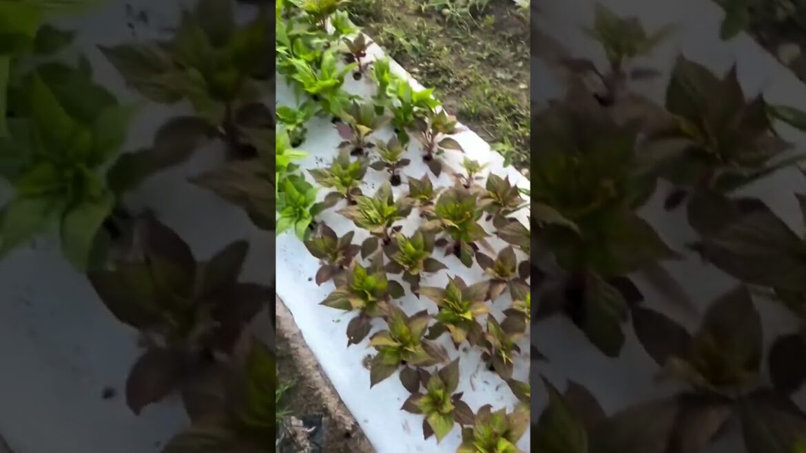 Oh how I miss my garden and the sound this time of year Oh how I miss my garden and the sound this time of year