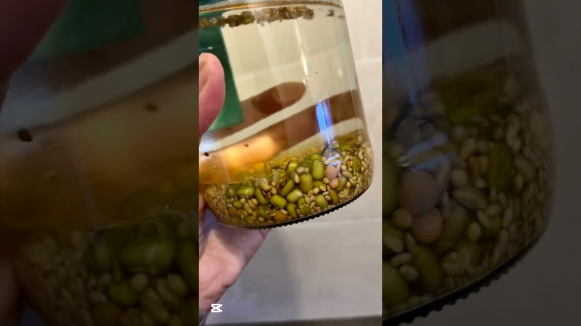 This Grows in DAYS… and It’s a Superfood! 🌱#shorts #garden #gardening #farming #farm #home #food