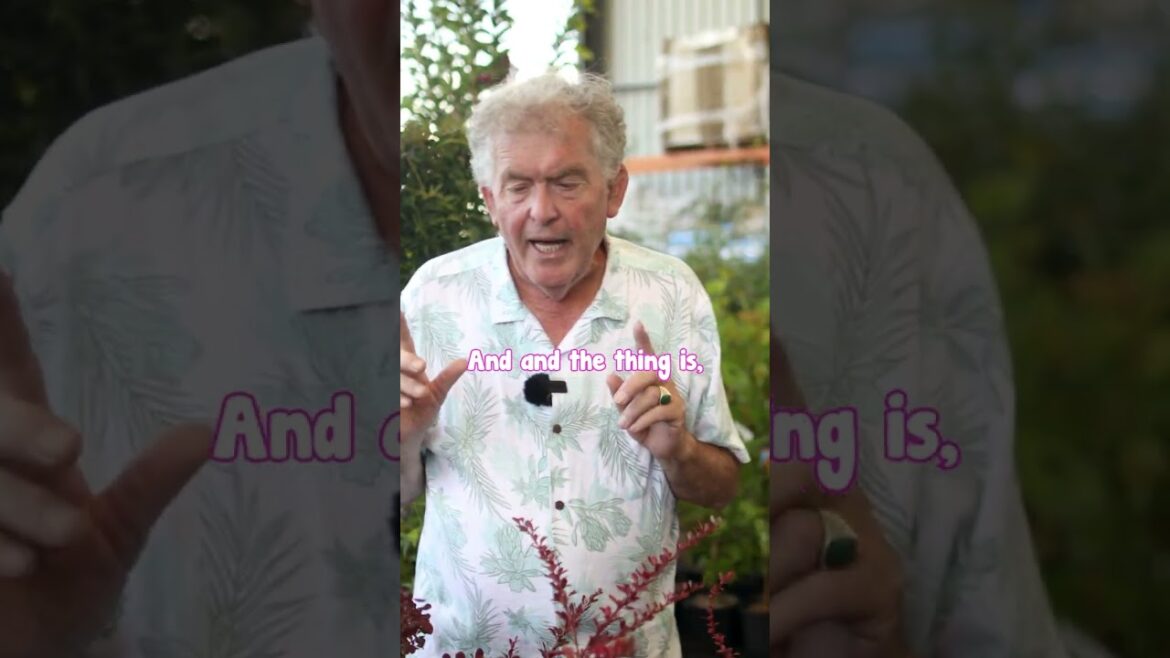 Berberis Has Gorgeous Colour in Spring, Summer and Autumn