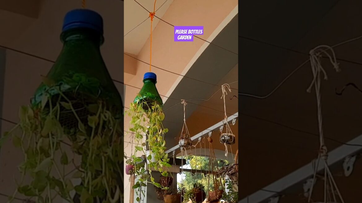 plastic bottles gardening ideas for home l waste meterial l hanging plants l garden ideas l diy