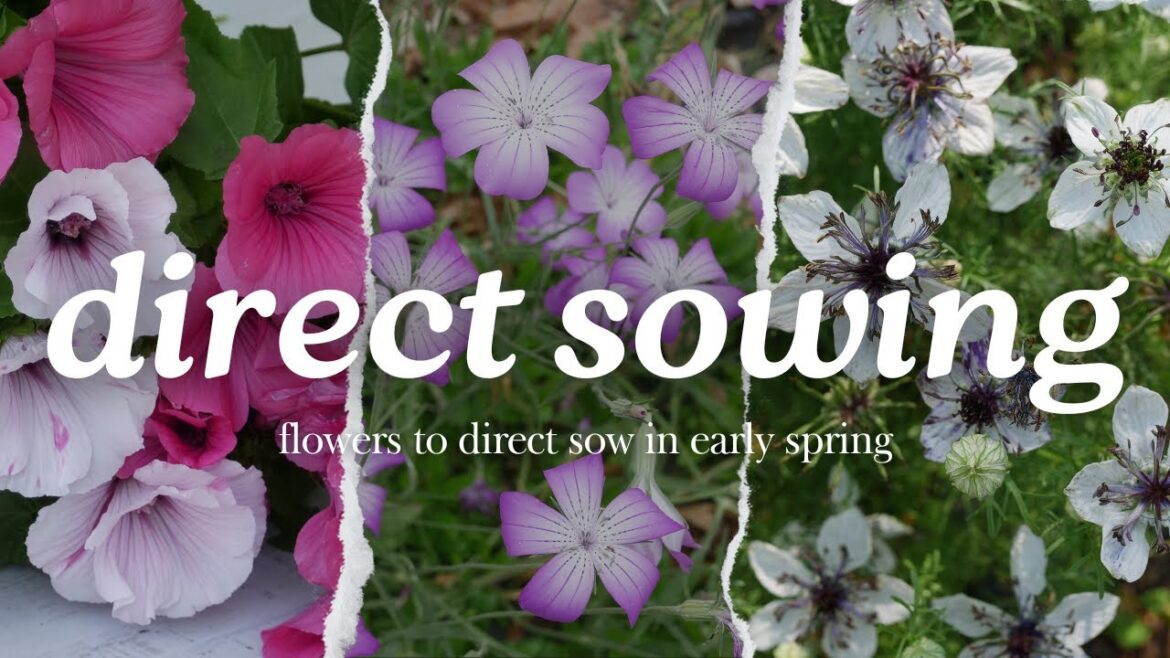 DIRECT SOW: Ten Flowers to Direct Sow As Soon As Soil Can Be Worked in Spring DIRECT SOW: Ten Flowers to Direct Sow As Soon As Soil Can Be Worked in Spring