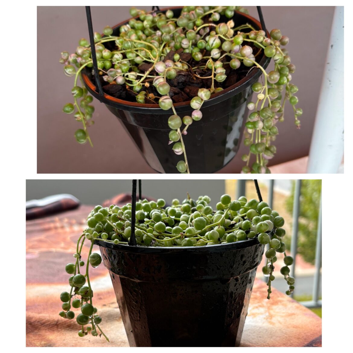 Love a good progress pic. Variegated string of pearls 2 months between pics.