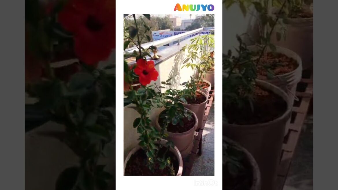 I love plants #shorts #ytshorts #shortsvideo #shortsviral #plants #nature