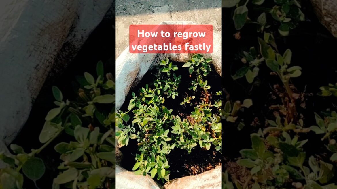 #regrowownfood#vegetablegardening#trending#shorts#gardening#growingincontainers#garden#plants#yt