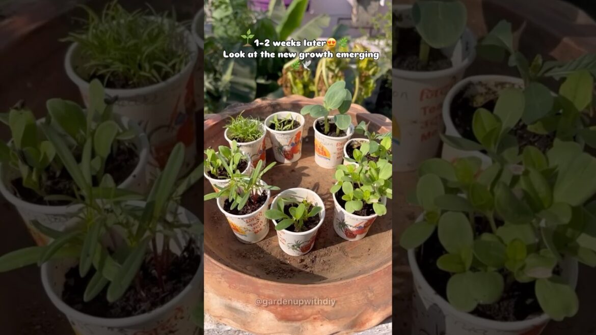 Summer flower seeds kaise lgaaye #flowers #gardening #terrace #gardendesign #flower #garden