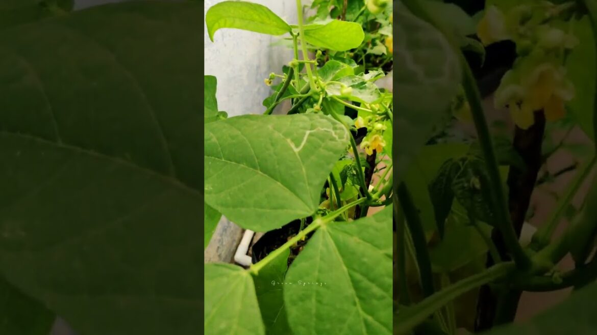 ஒரு அடி space இவ்வளோ செடியா 😱Utilize small space to grow vegetable #garden #diy #shorts #shortsfeed