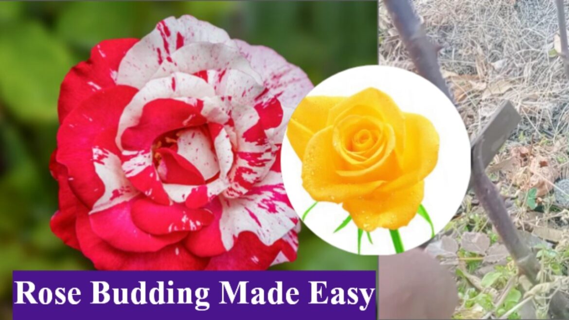 Rose grafting / Rose Budding / Growing Roses / Rose gardening / Multi grafting tips and tricks Rose grafting / Rose Budding / Growing Roses / Rose gardening / Multi grafting tips and tricks