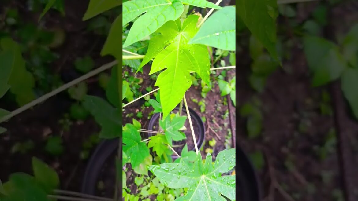 Papaya tree from seeds in container #containergarden #garden #backyardgarden #nature #papayatree