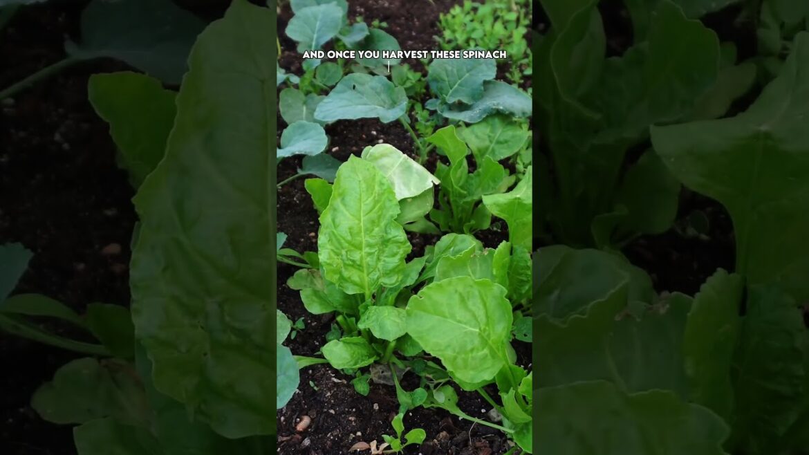 California Gardening: Endless Harvest! ๐ Cutting Mustard Greens, Spinach, Lettuce & Mustard Spinach Endless Harvest! ๐ Cutting Mustard Greens, Spinach, Lettuce & Mustard Spinach