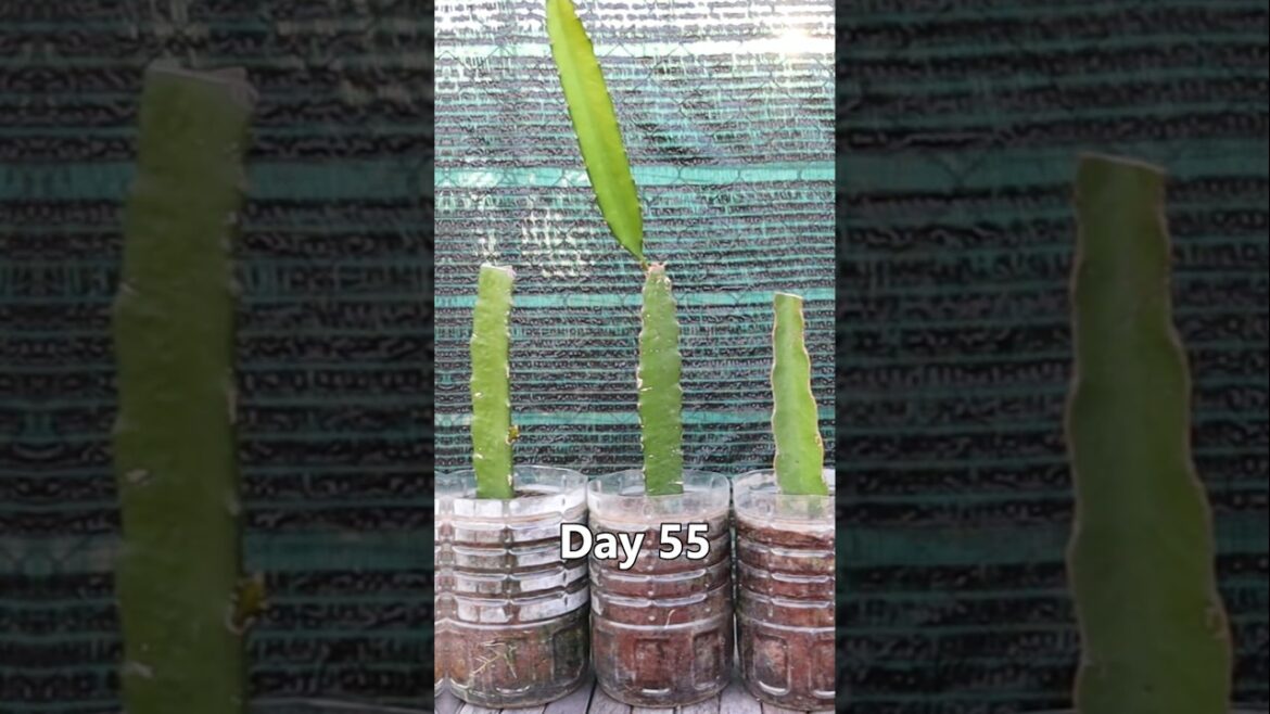 Container garden- How to grow dragon fruit from stem cutting #gardening #v87garden #dragonfruit