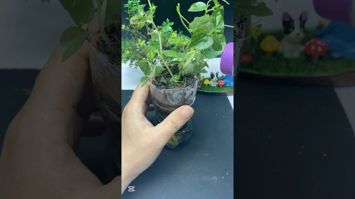 Genius ideas in your home, every gardener should know this #youtubeshorts #diy #bottle #garden Genius ideas in your home, every gardener should know this #youtubeshorts #diy #bottle #garden