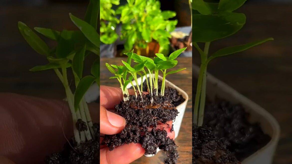 Growing Chili Plants from Seeds at Home | DIY Gardening Hack #garden #chili