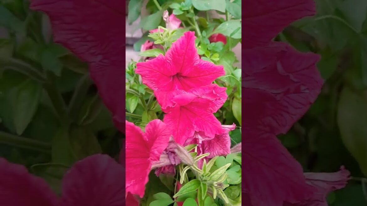 Petunia plants care tips 🌱 #gardeningtips #terracegarden #winterflowers #petunia #shorts #ytshorts Petunia plants care tips 🌱 #gardeningtips #terracegarden #winterflowers #petunia #shorts #ytshorts